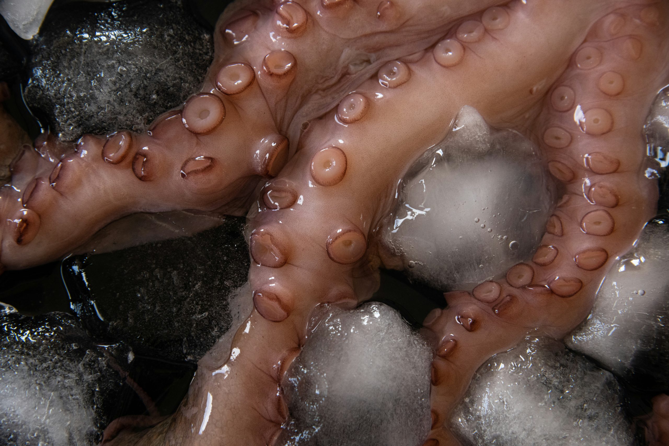 Indonesian frozen squid whole and cleaned for export HS 0307