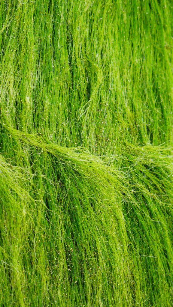 Indonesian dried seaweed for food and industrial use export HS 1212