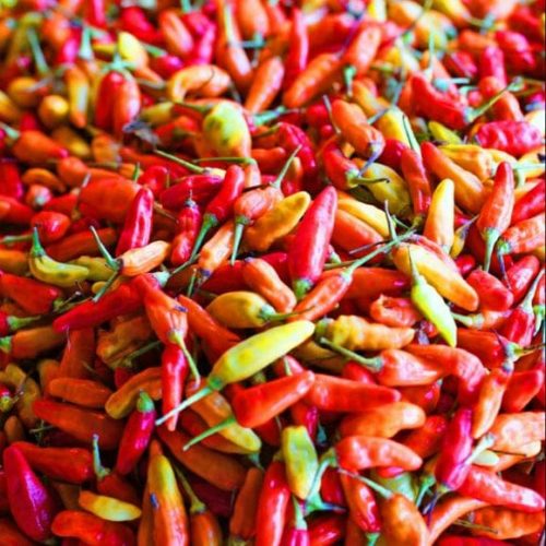 Fresh Chilli Exporter from Indonesia