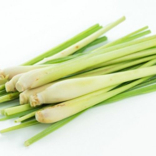 Fresh Lemongrass Exporter from Indonesia