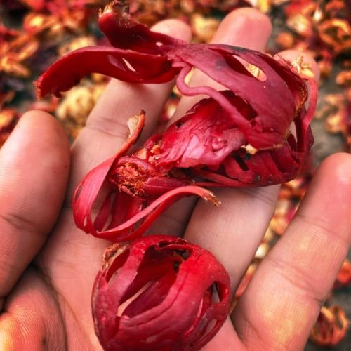 Indonesian Mace Exporter