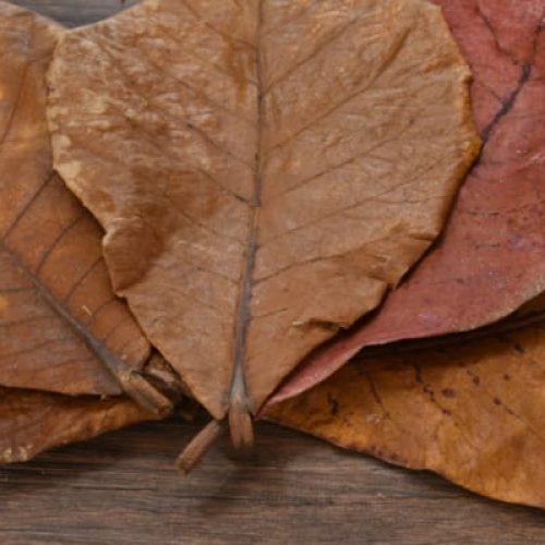 Dried Ketapang Leaves Exporter from Indonesia