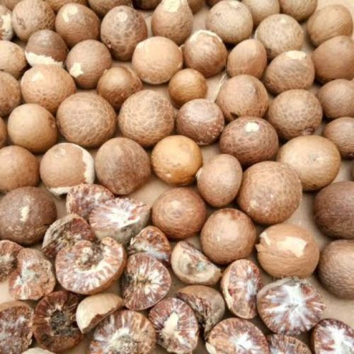Areca Nut Exporter from Indonesia