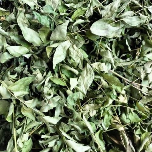 Dried Curry Leaves Exporter from Indonesia